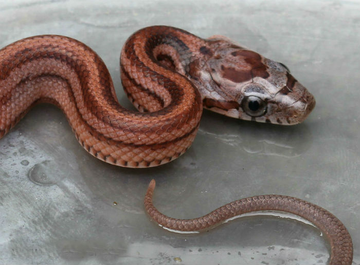 Striped Corn Snake